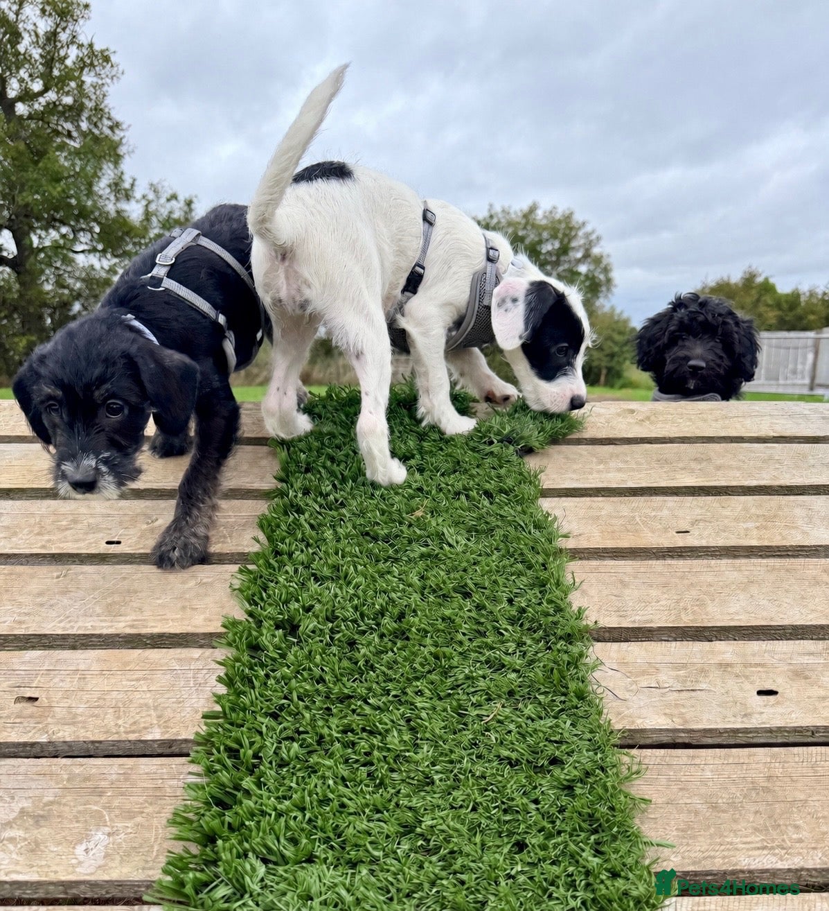 Mixed Breed dogs for sale: Miniature Poodle X French Bulldog Puppies - Advert 1