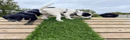 Mixed Breed dogs for sale: Miniature Poodle X French Bulldog Puppies - Advert 1