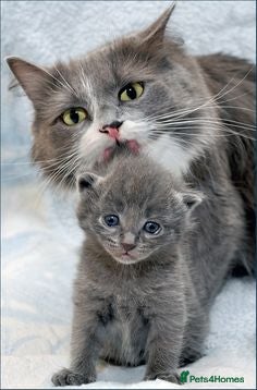 Mixed Breed cats Beautiful Babies  - Advert 1