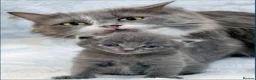 Mixed Breed cats for sale: Beautiful Babies  - Advert 1