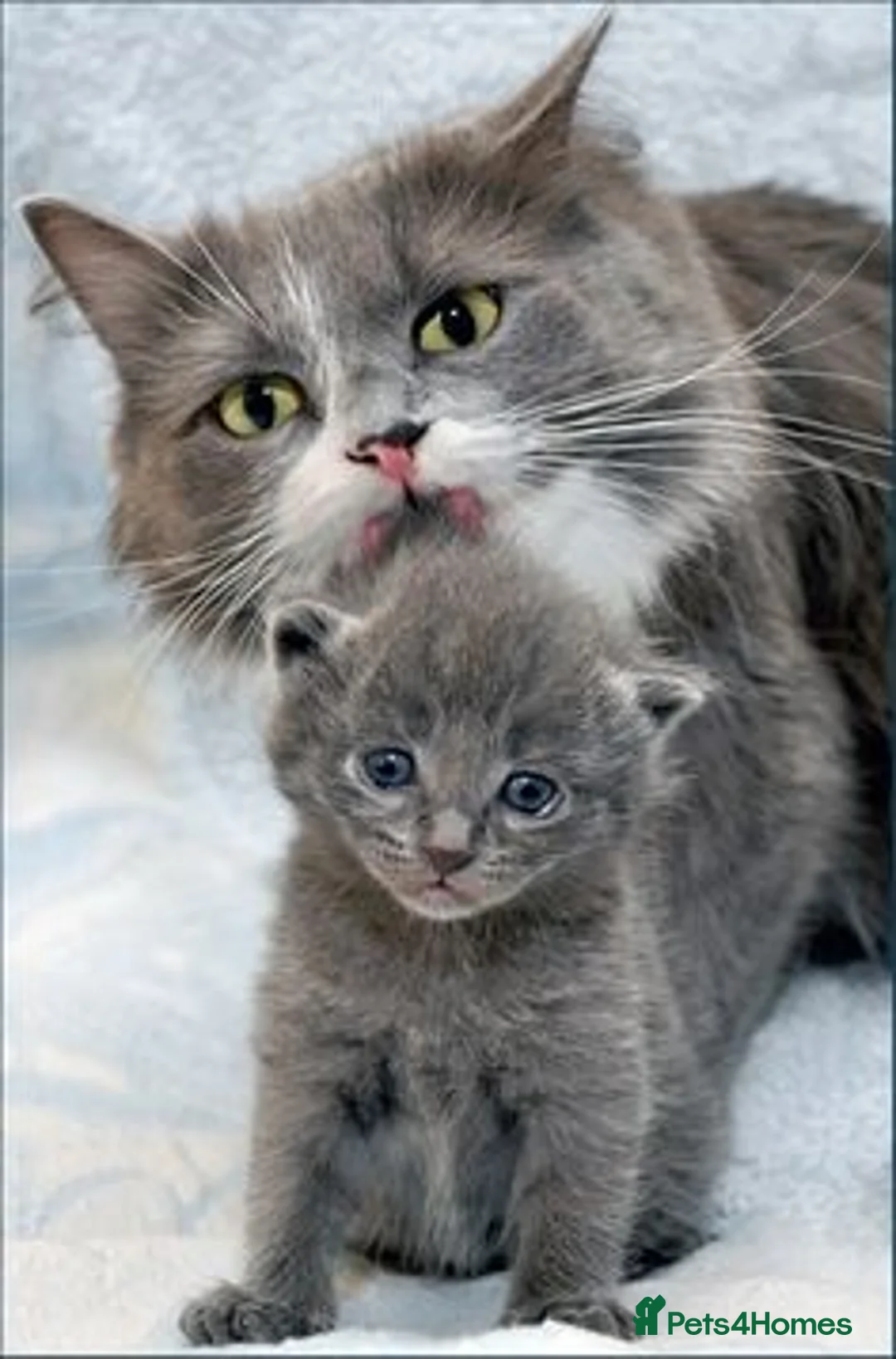 Mixed Breed cats for sale: Beautiful Babies  - Advert 1