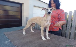 Whippet dogs for sale: STUNNING LITTER OF KC REGISTERED WHIPPET PUPPIES  - Image 6