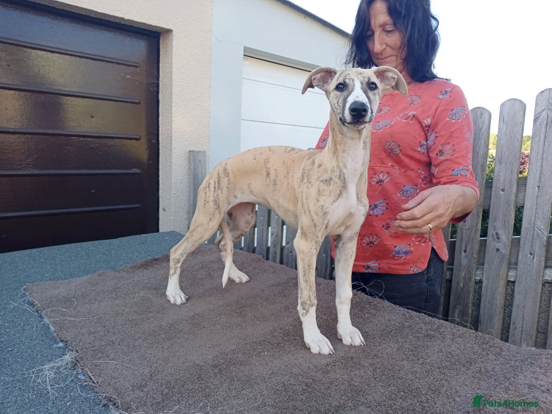 Whippet dogs for sale: STUNNING LITTER OF KC REGISTERED WHIPPET PUPPIES  - Image 6