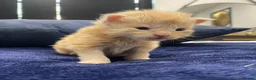Maine Coon cats for sale: Main coon kittens - Advert 9