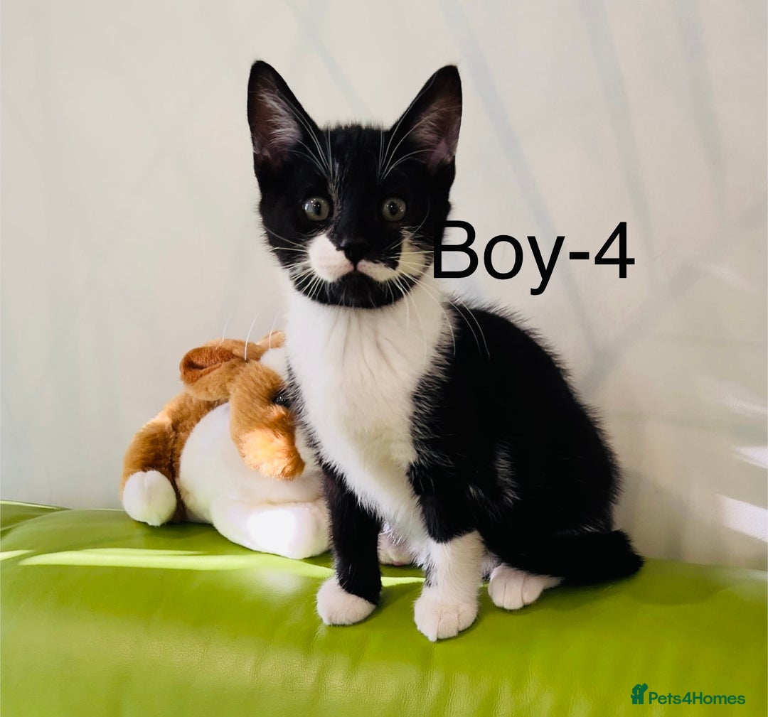 Mixed Breed cats for sale: Beautiful ,clever ,healthy village Kittens - Image 26