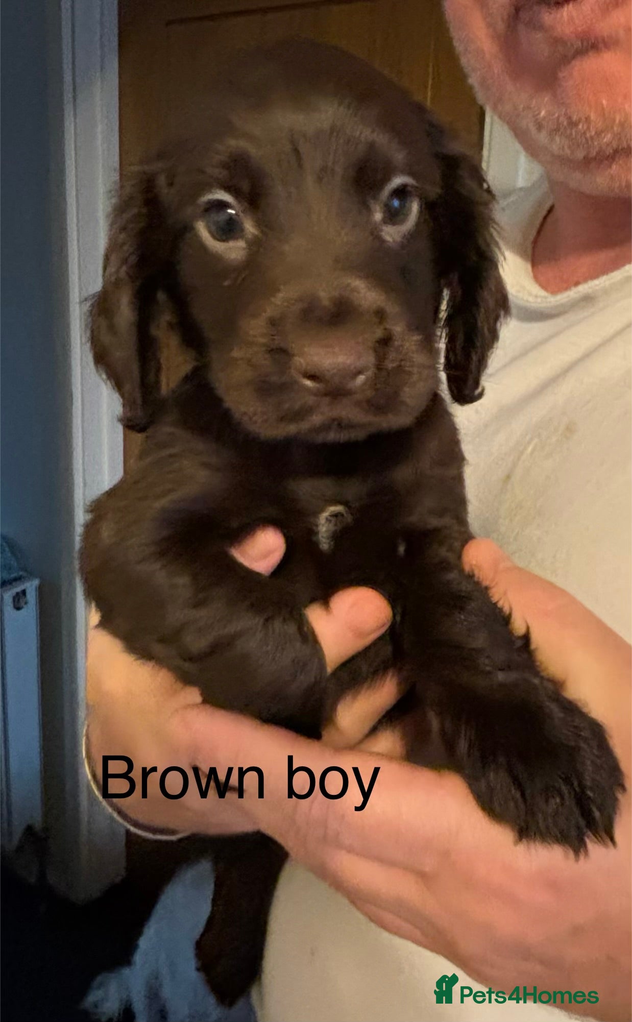 Cocker Spaniel dogs Cocker Spaniel Puppies  - Advert 16