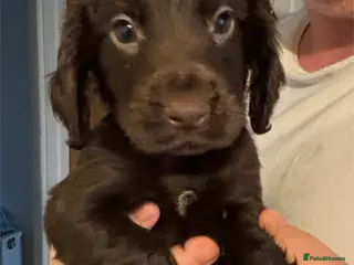 Cocker Spaniel dogs Cocker Spaniel Puppies - Advert 16