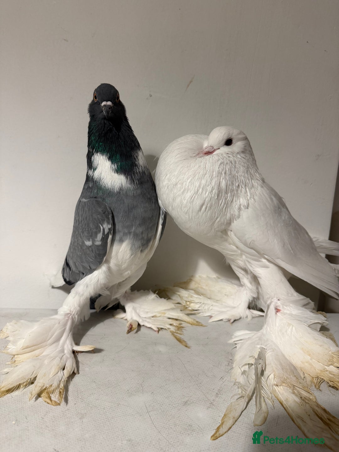 Pigeons birds for sale: Fancy birds  - Advert 7