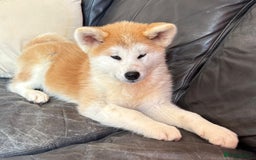 Japanese Akita Inu dogs for sale: Stunning Japanese Akita Inu - Image 13