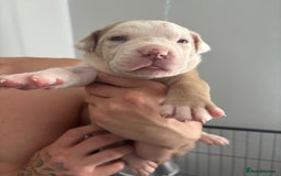 Mixed Breed dogs for sale: American Bulldog X Mastiff mix  - Image 26