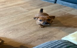 Mixed Breed dogs for sale: Rottweiler cross saluki puppies  - Image 9