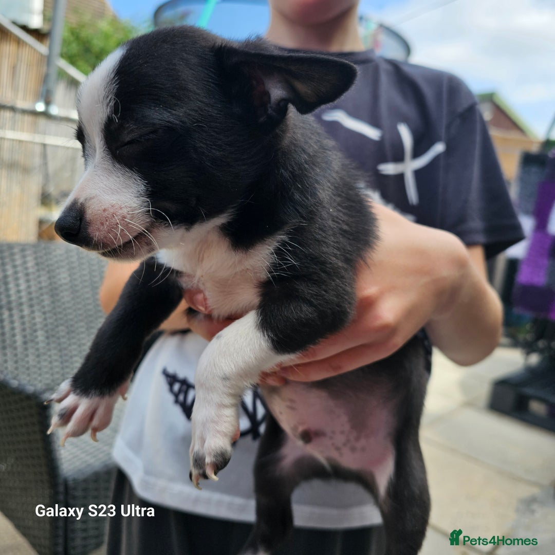 Pomchi dogs for sale: 1 boy and 1 girl left reduced ready now - Image 5