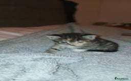 Mixed Breed cats for sale: Tabby kittens - Image 1