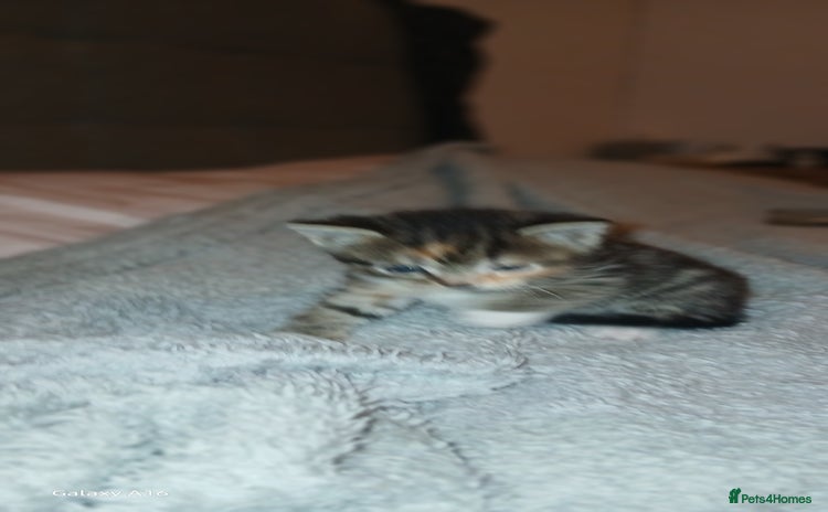 Mixed Breed cats - Advert 11