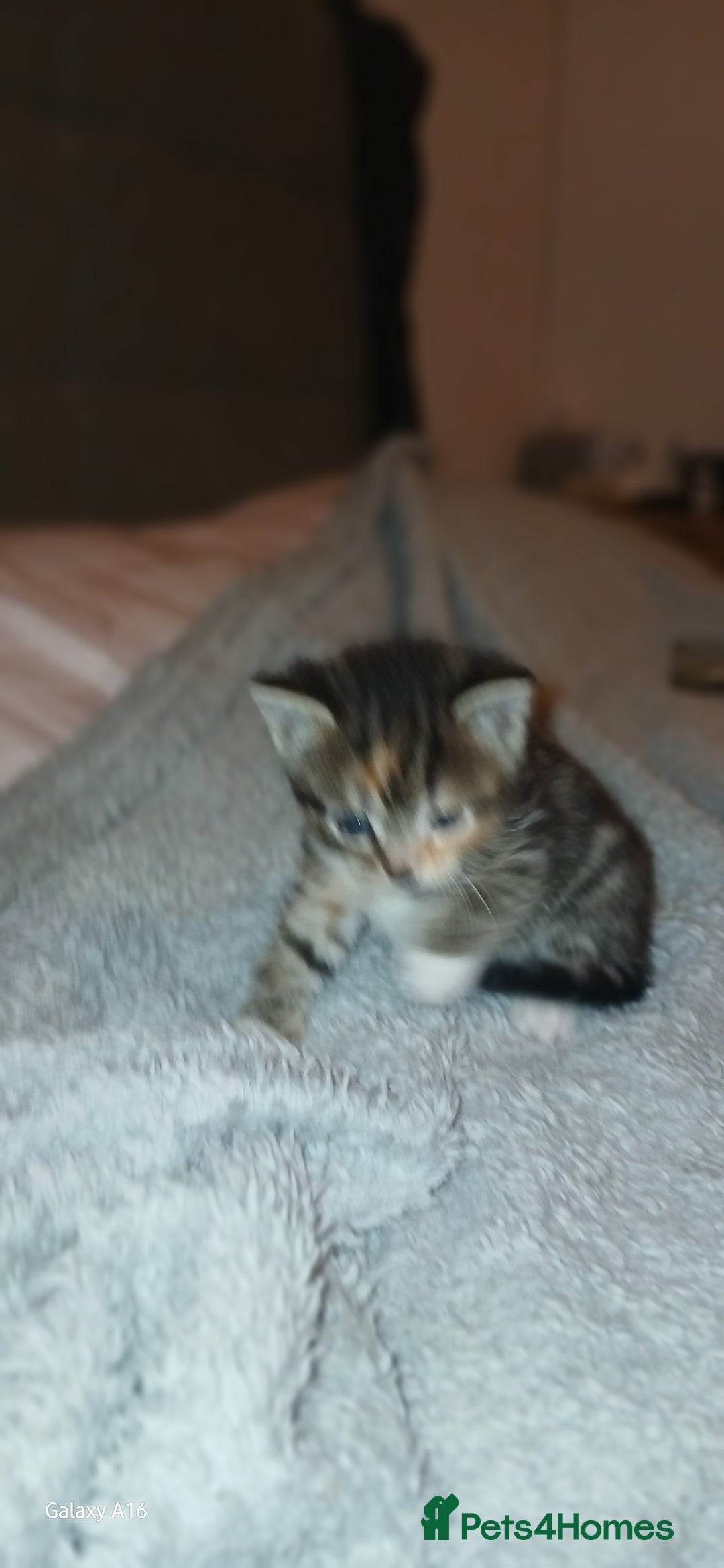 Mixed Breed cats for sale: Tabby kittens - Image 1