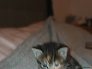 Mixed Breed cats Tabby kittens - Advert 17