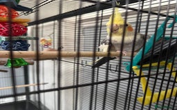 Cockatiels birds for sale: Cockatiel bird and cage  - Image 2