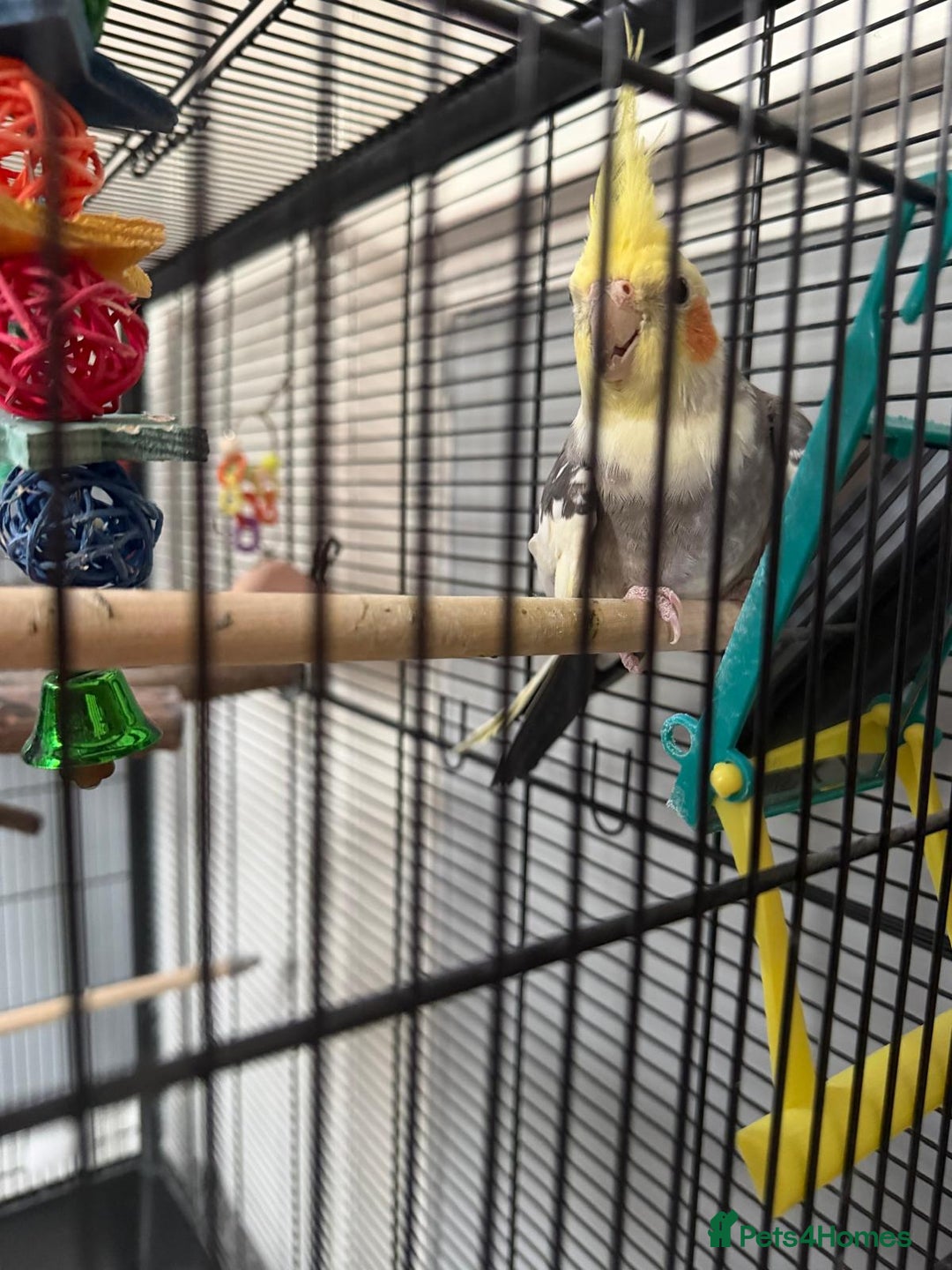 Cockatiels birds for sale: Cockatiel bird and cage  - Image 2