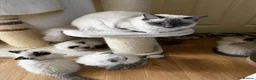 Ragdoll cats for sale: Beautiful Ragdoll kittens - Advert 4
