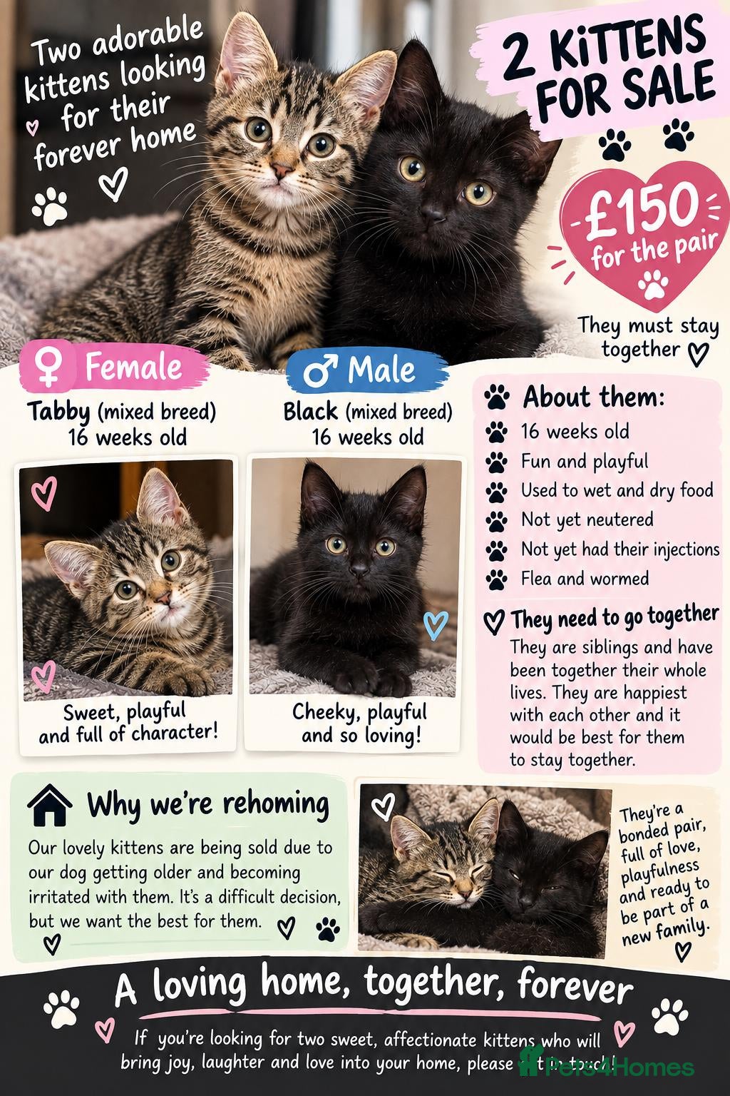 Mixed Breed cats Sibling kittens for sale  - Advert 4