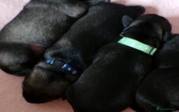 Schnauzer dogs for sale: Schnauzer Puppies for sale - Image 3