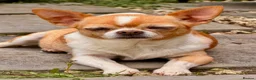 Chihuahua dogs for adoption: RHONDA – Chihuahua - Advert 1