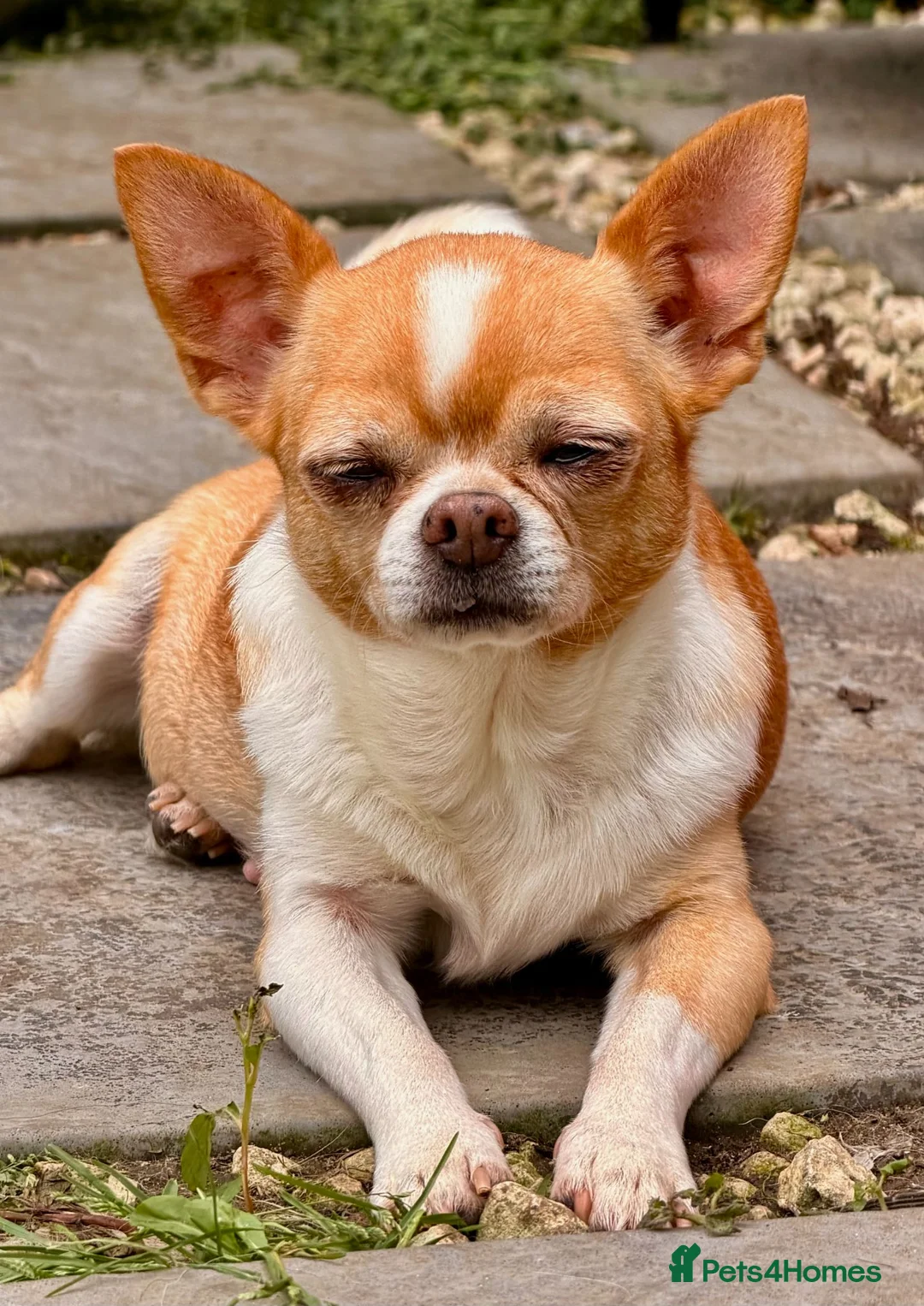 Chihuahua dogs for adoption: RHONDA – Chihuahua - Advert 1