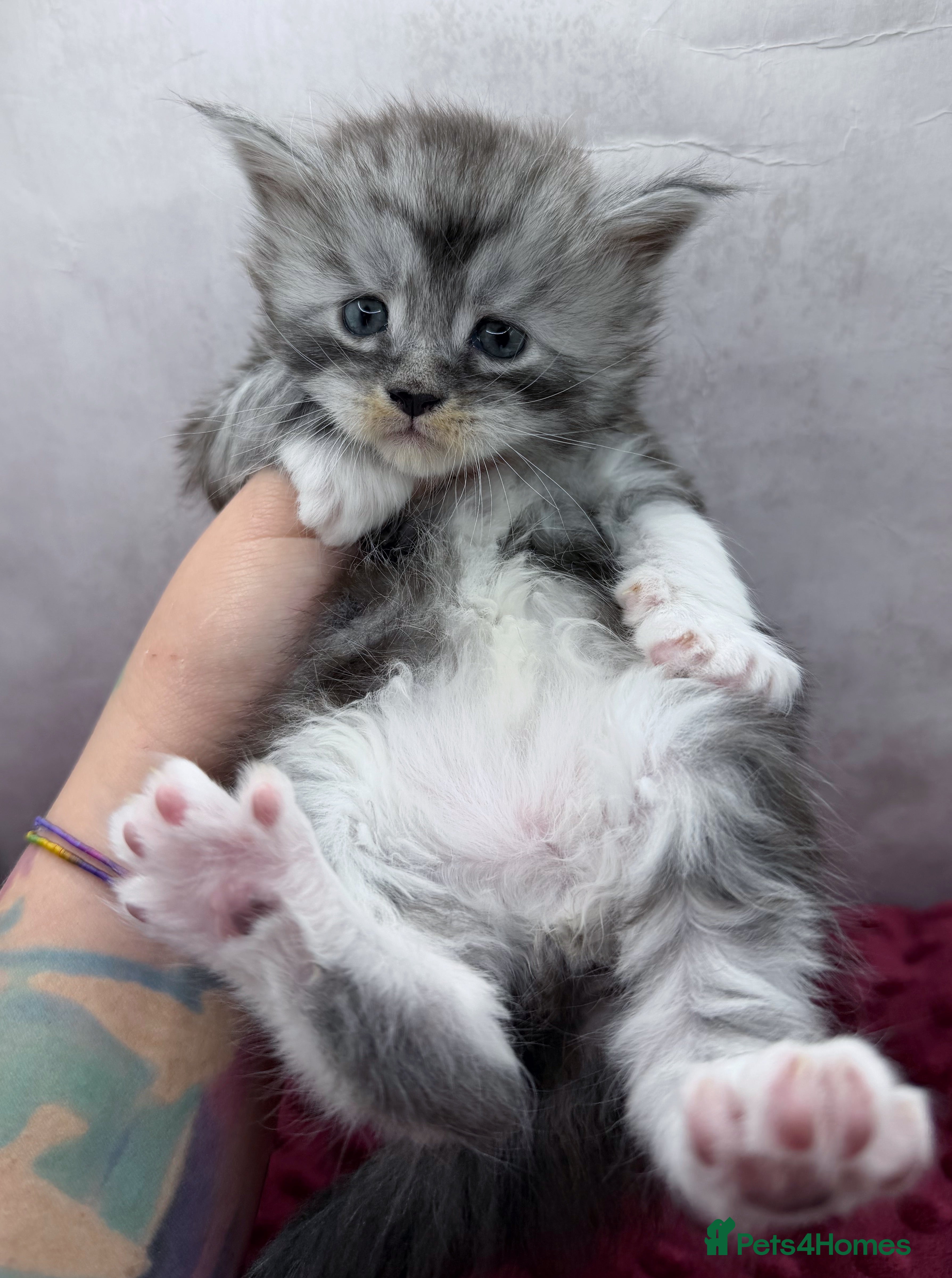 Maine Coon cats Maine Coon kittens Tica Reg.  - Advert 4