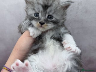 Maine Coon cats Maine Coon kittens Tica Reg. - Advert 1