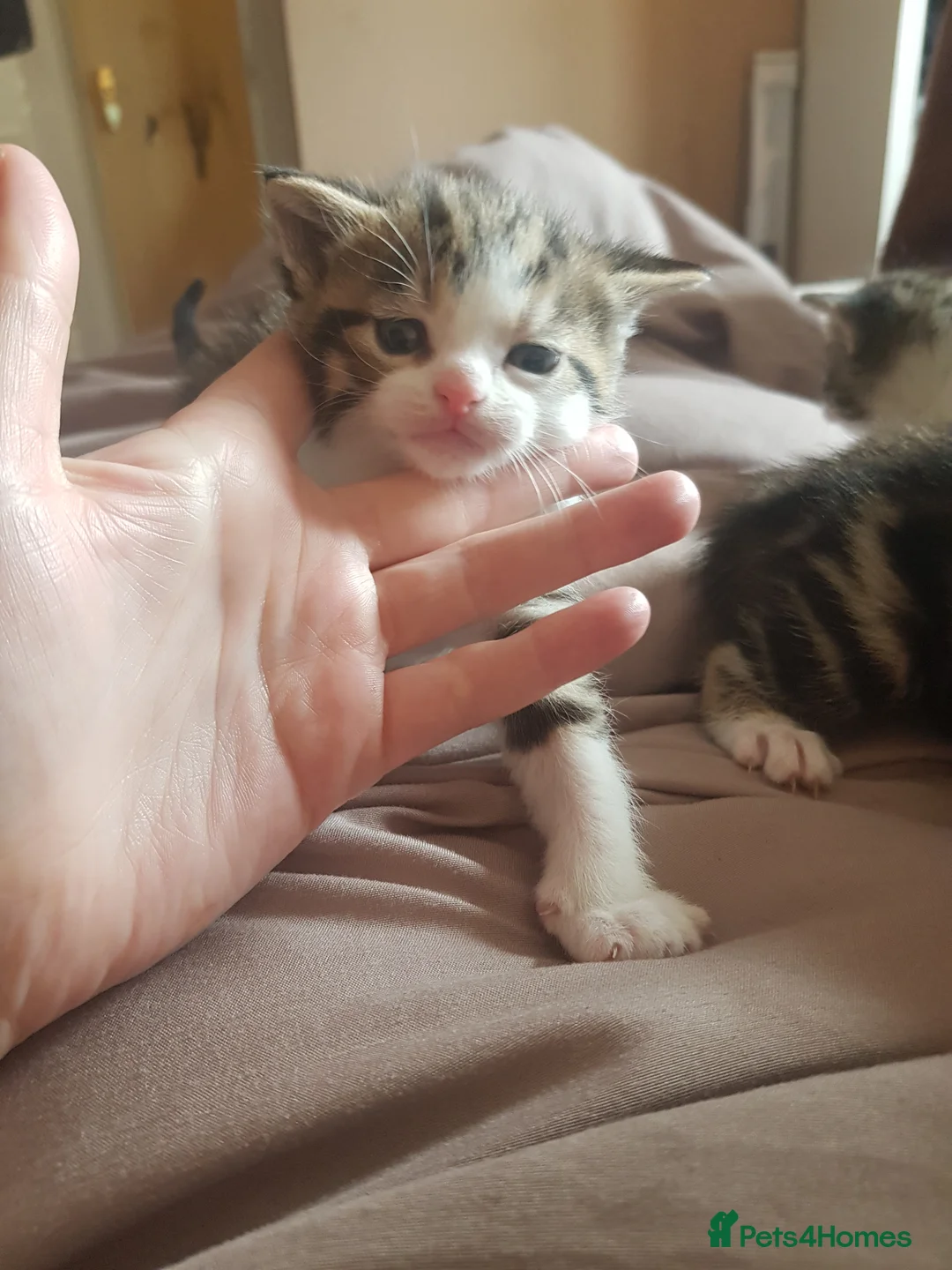 Mixed Breed cats for sale: 2 male kittens - Advert 5