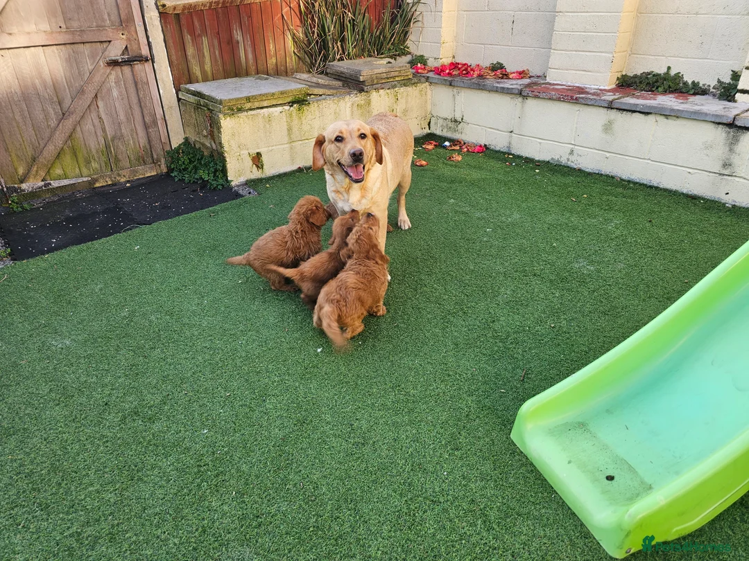 Labradoodle dogs for sale: 4 beautiful labradoodle puppys in Southampton - Advert 2