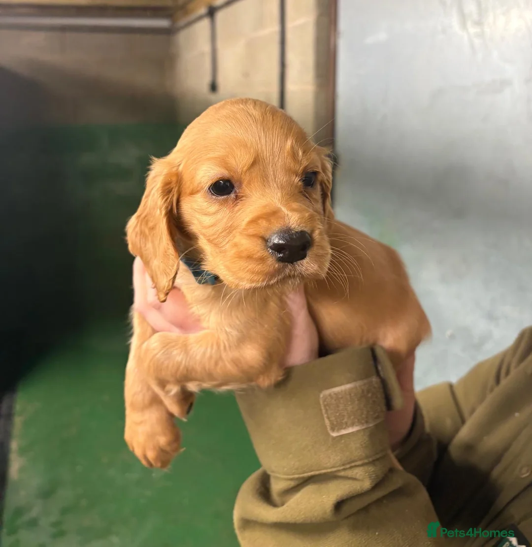 Cocker Spaniel dogs for sale: 🐾 Adorable Cocker Spaniel Puppies For Sale! 🐾 - Advert 3