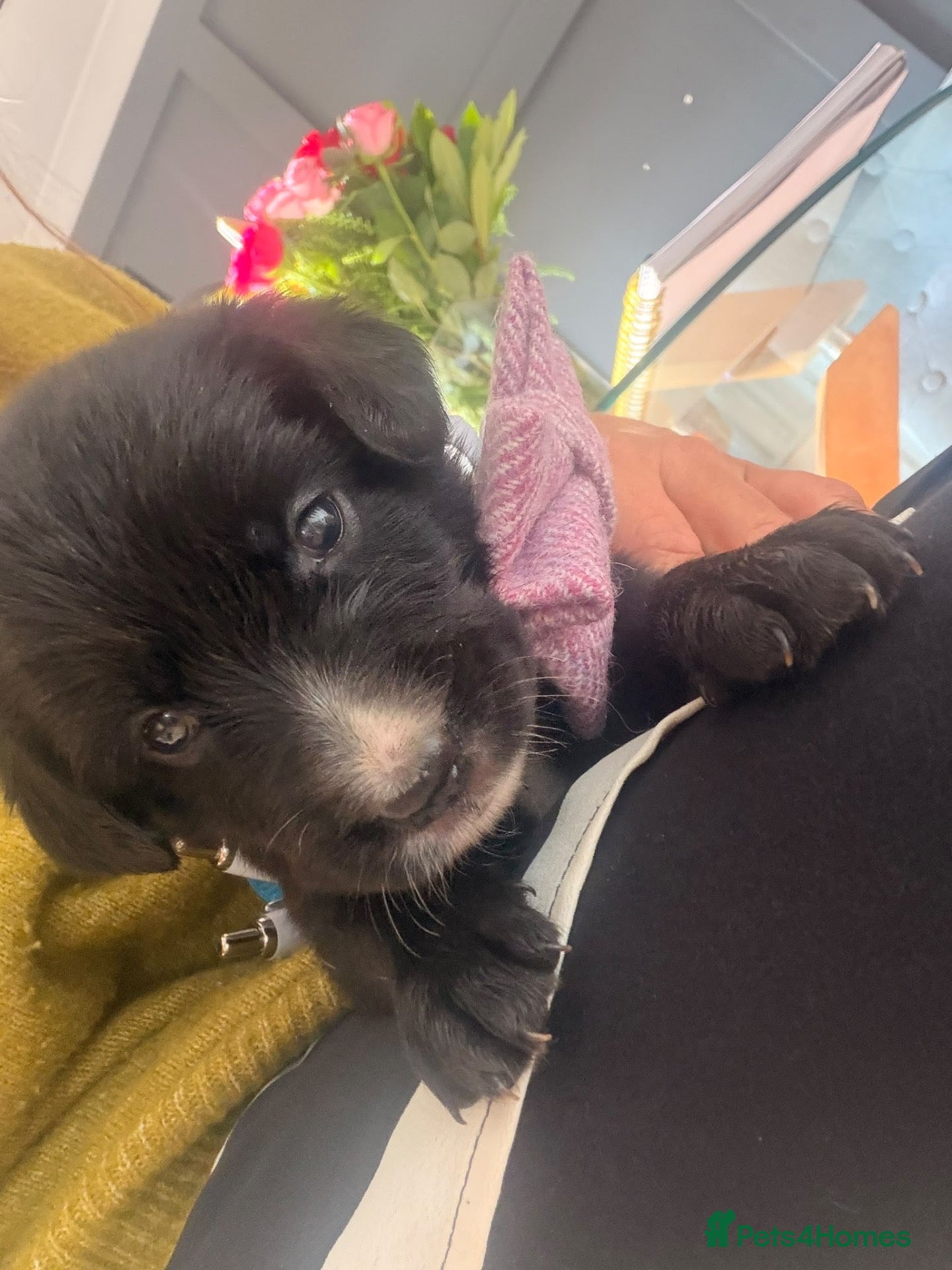 Mixed Breed dogs 🐾 Beautiful Colipoo Puppies – 4 Girls and 3 boys - Advert 2