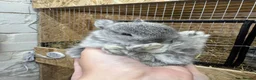 Netherland Dwarf rabbits for sale: *Tiny* Tea-Cup size pure netherland dwarf bunnies  in Bradford - Advert 6