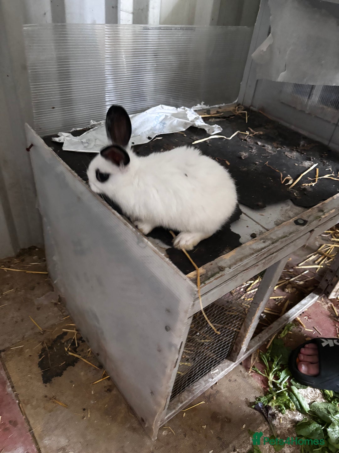 Lionhead rabbits for sale: Lionhead rabbits  - Image 10