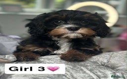 Cavapoo dogs for sale: Stunning DNA CAVAPOO puppies - Image 2