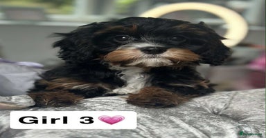 Cavapoo dogs - Advert 10