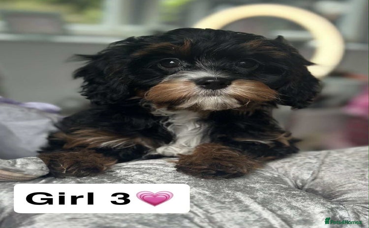 Cavapoo dogs - Advert 3