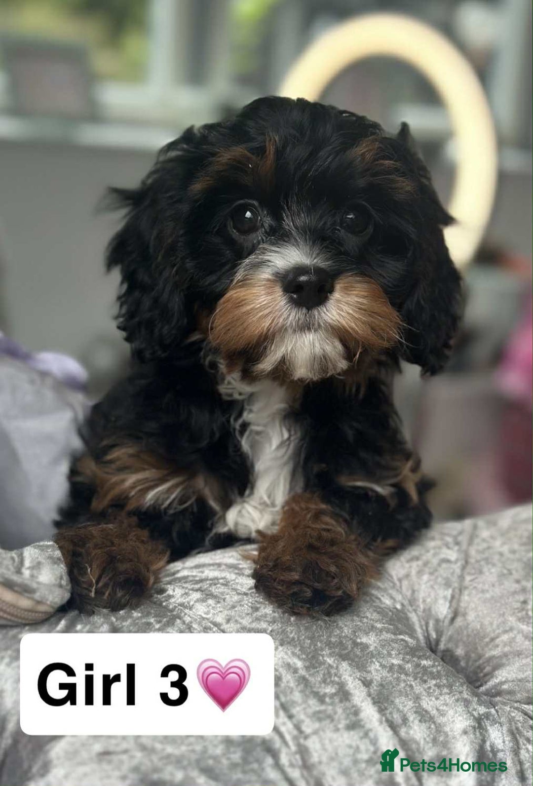 Cavapoo dogs for sale: Stunning DNA CAVAPOO puppies - Image 2