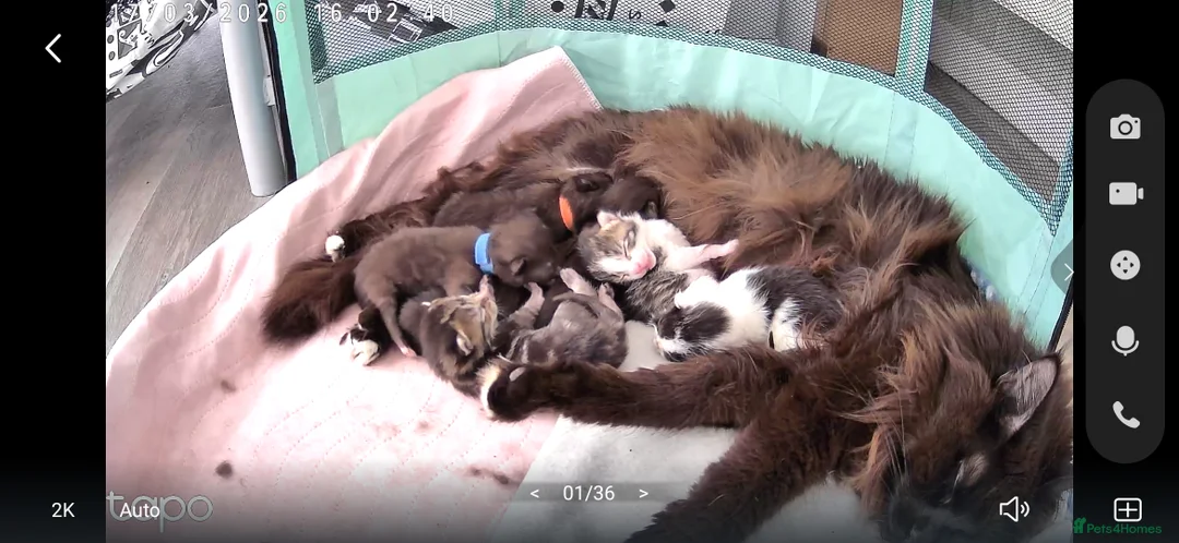 Mixed Breed cats for sale: 7 kittens, half maine coon - Advert 2