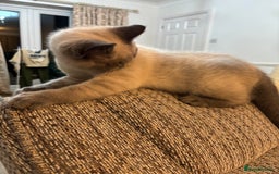 British Shorthair cats for sale: British shorthair Blue colourpoint Girl ready now  - Image 7