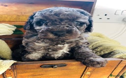 Cavapoochon dogs for sale: F1b Cavapoochon  - Image 31