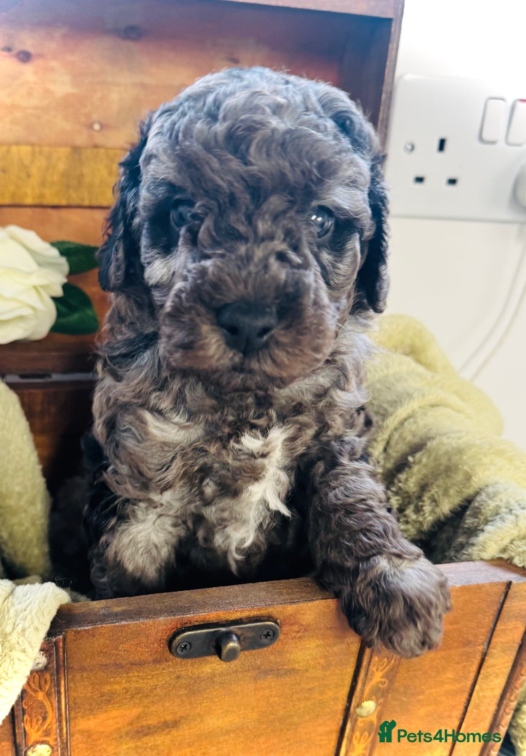 Cavapoochon dogs for sale: F1b Cavapoochon  - Image 31