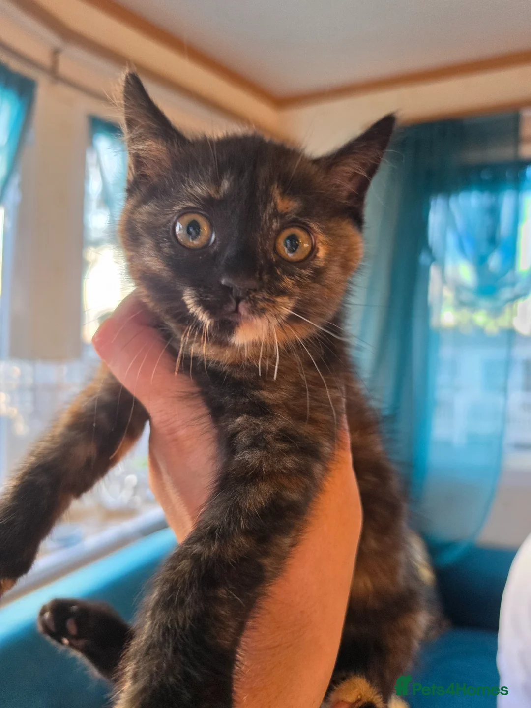 Mixed Breed cats for sale: 9 kittens for sale family pets very friendly  - Advert 2