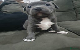 Staffordshire Bull Terrier dogs for sale: blue staffys - Image 14