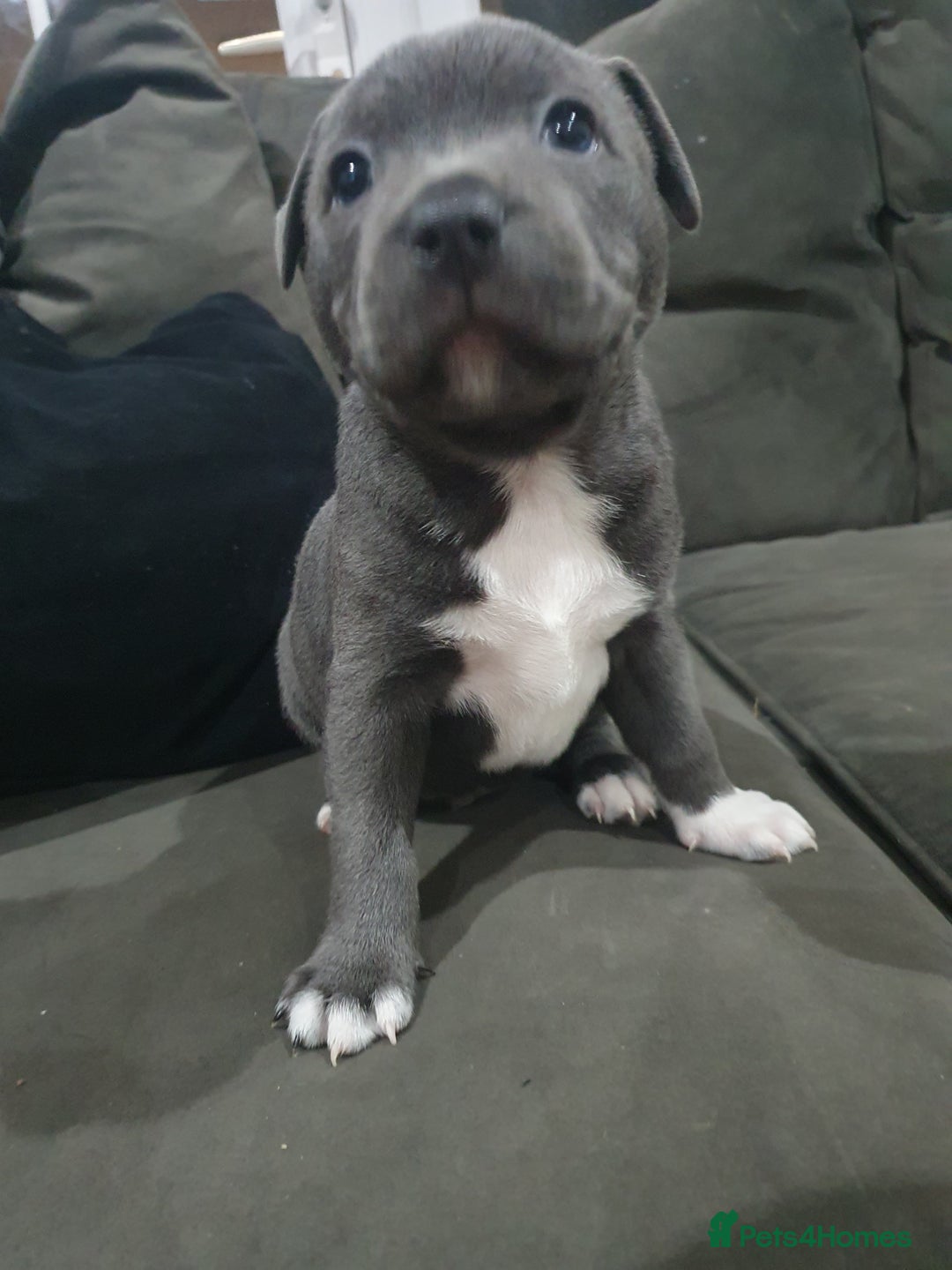 Staffordshire Bull Terrier dogs for sale: blue staffys - Image 14