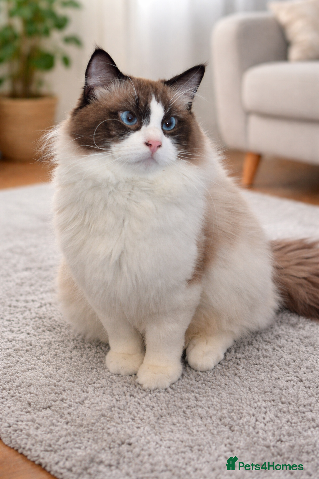 Ragdoll cats Premium Seal Bicolour  Ragdoll Boys 💖💖💖 - Advert 4