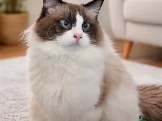 Ragdoll cats Premium Seal Bicolour Ragdoll Boys 💖💖💖 - Advert 4