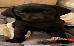 Labrador Retriever dogs for stud: Riley  in Leicester - Image 5