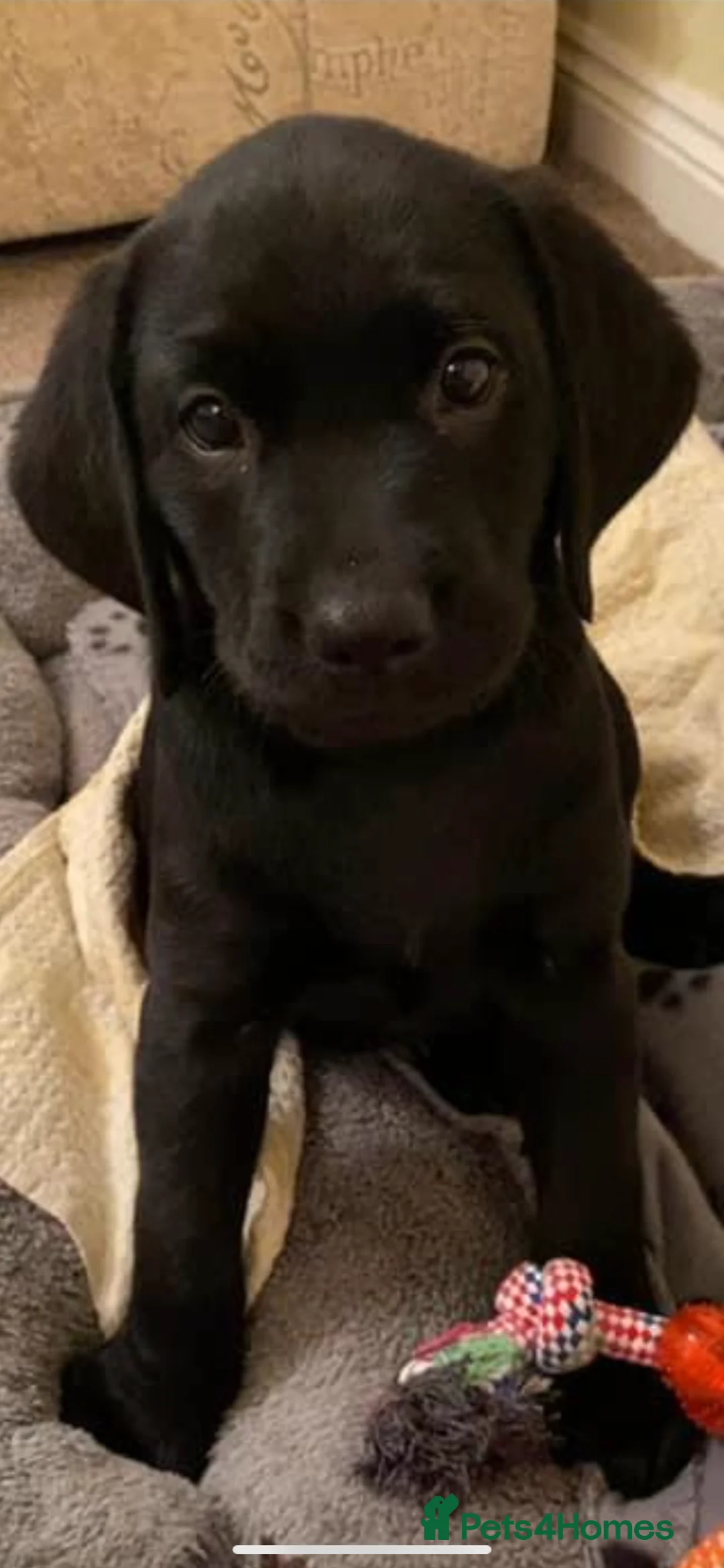 Labrador Retriever dogs for stud: Riley  in Leicester - Advert 5